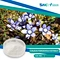 Coleus Forskohlii extract is a natural supplement that is derived from the root of the Coleus Forskohlii plant.